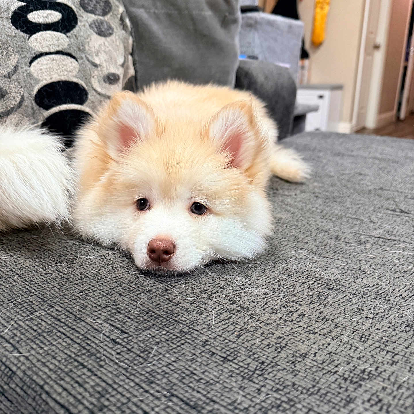 Simba joined the competition — help win amazing prizes! puppy, dog, couch, indoor, pet, fluffy, laying_down, home, cozy, ears, nose, fur, gray, cushion, living_room, cute, animal, relaxed, young, portrait