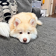 Simba joined the competition — help win amazing prizes! puppy, dog, fluffy, couch, indoor, pet, animal, fur, nose, ears, face, home, living_room, gray, soft, cute, laying_down, relaxed, domestic, young