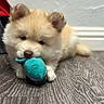 Simba is registered to the contest to win money with this photo: puppy, dog, toy, floor, indoor, cute, pet, broom, wooden_floor, fur, small_dog, playful, animal, domestic_animal, young_dog, lying_down, adorable, soft_toy, background_blur, home