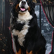 Sydney a rejoint le concours — aidez-le/la à gagner de superbes lots ! animal, bernese_mountain_dog, christmas_tree, curtains, dog, festive, fur, happy, holiday_decorations, indoor, large_dog, lights, pet, portrait, sitting, smiling, snow, window, winter, wooden_floor