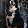 animal, bernese_mountain_dog, christmas_tree, curtains, dog, festive, fur, happy, holiday_decorations, indoor, large_dog, lights, pet, portrait, sitting, smiling, snow, window, winter, wooden_floor