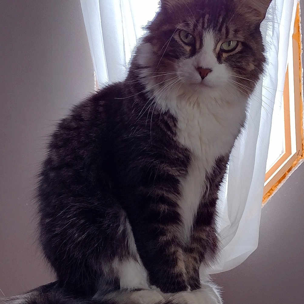 Cato