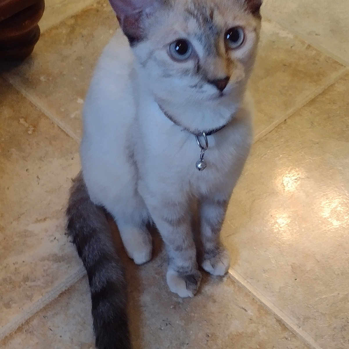 Roxy is registered to the contest to win money with this photo: abyssinian, accessories, animal, cat, kitten, manx, pet, siamese, slate, strap