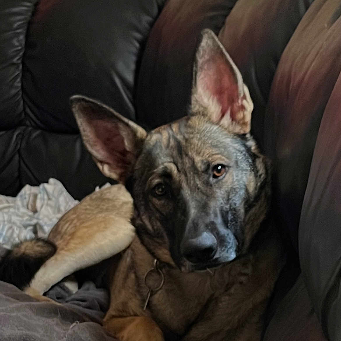 Anthea joined the competition — help win amazing prizes! animal, architecture, armchair, building, canine, chair, couch, cushion, dog, furniture, germanshepherd, homedecor, hound, indoors, livingroom, pet, policedog, puppy, room, snout