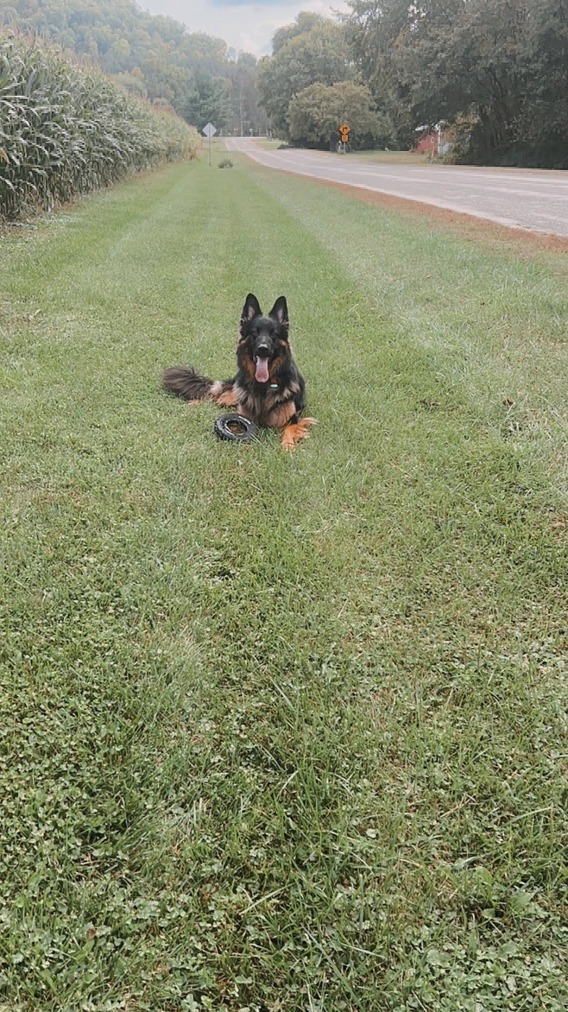 Arlo is registered to the contest to win money with this photo: asphalt, carnivore, companion_dog, dog, dog_breed, flooring, grass, grassland, groundcover, landscape, lawn, pasture, plant, road_surface, shrub, soil, tail, toy_dog, tree, working_animal