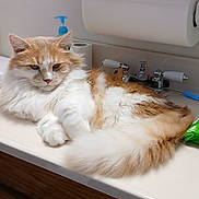 Dexter is registered to the contest to win money with this photo: cat, fluffy, orange, white, bathroom, counter, toilet_paper, soap_dispenser, sink, faucet, domestic_animal, pet, relaxed, fur, tail, whiskers, animal, indoor, household, resting