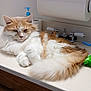 cat, fluffy, orange, white, bathroom, counter, toilet_paper, soap_dispenser, sink, faucet, domestic_animal, pet, relaxed, fur, tail, whiskers, animal, indoor, household, resting