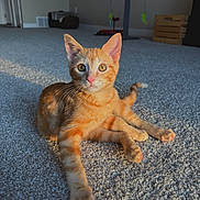 Casper is registered to the contest to win money with this photo: cat, kitten, orange_tabby, carpet, indoor, sunlight, pet, animal, feline, young, cute, whiskers, ears, paws, tail, relaxed, home, floor, curious, eyes