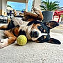 Shelby participe au concours pour gagner de l'argent avec cette photo : dog, tennis_ball, playful, outdoor, concrete_floor, ear_up, curious, lying_down, pet, animal, patio, plant, furniture, sky, daytime, closeup, black, brown, white, tricolor