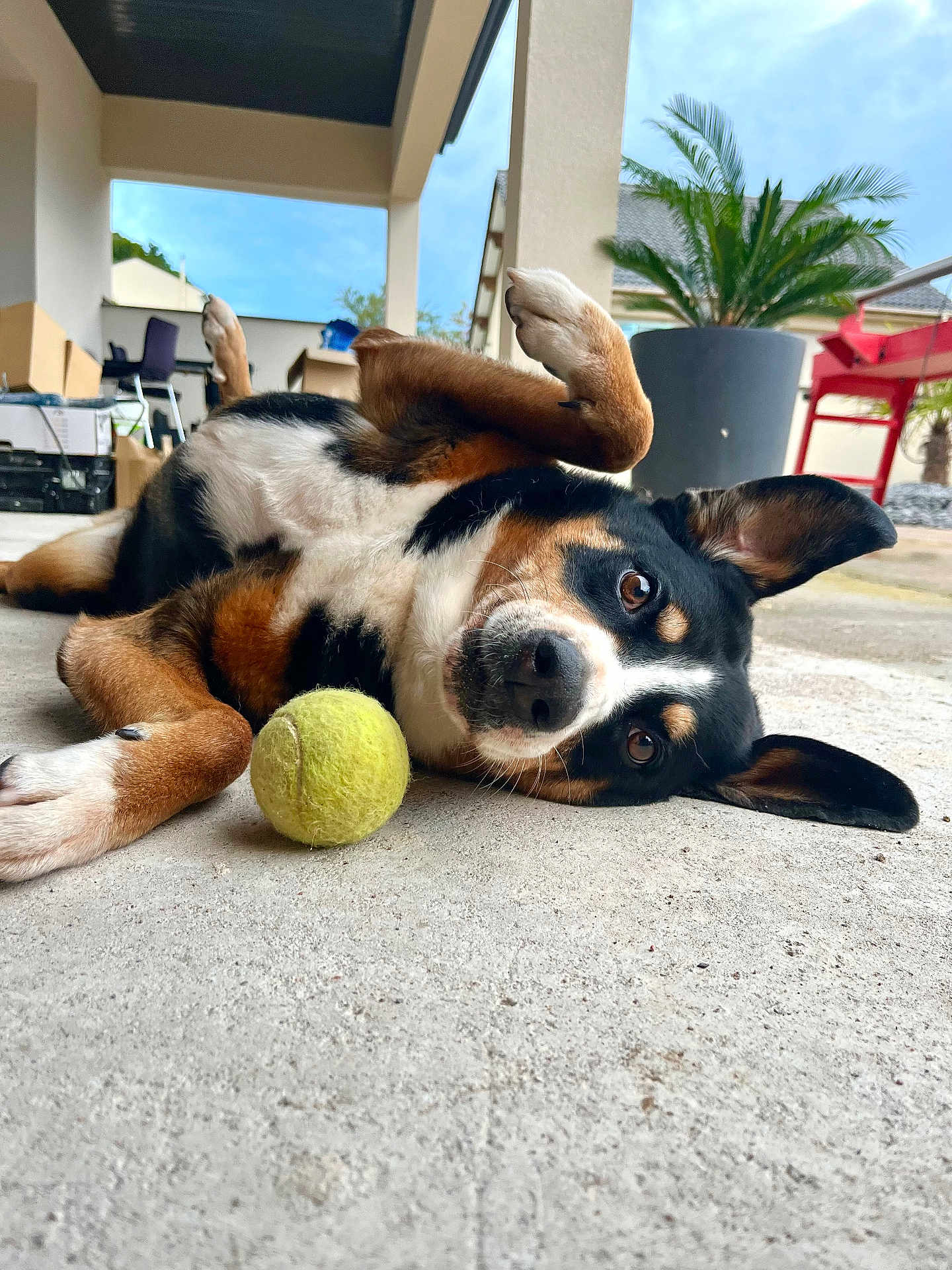 Shelby participe au concours pour gagner de l'argent avec cette photo : dog, tennis_ball, playful, outdoor, concrete_floor, ear_up, curious, lying_down, pet, animal, patio, plant, furniture, sky, daytime, closeup, black, brown, white, tricolor