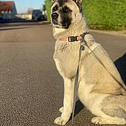 Suki a rejoint le concours — aidez-le/la à gagner de superbes lots ! dog, canine, sitting, outdoor, street, road, leash, collar, pink_collar, fur, pointed_ears, black_and_white, large_dog, portrait, sunlight, shadows, residential_area, trees, houses, blue_sky