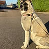 dog, canine, sitting, outdoor, street, road, leash, collar, pink_collar, fur, pointed_ears, black_and_white, large_dog, portrait, sunlight, shadows, residential_area, trees, houses, blue_sky