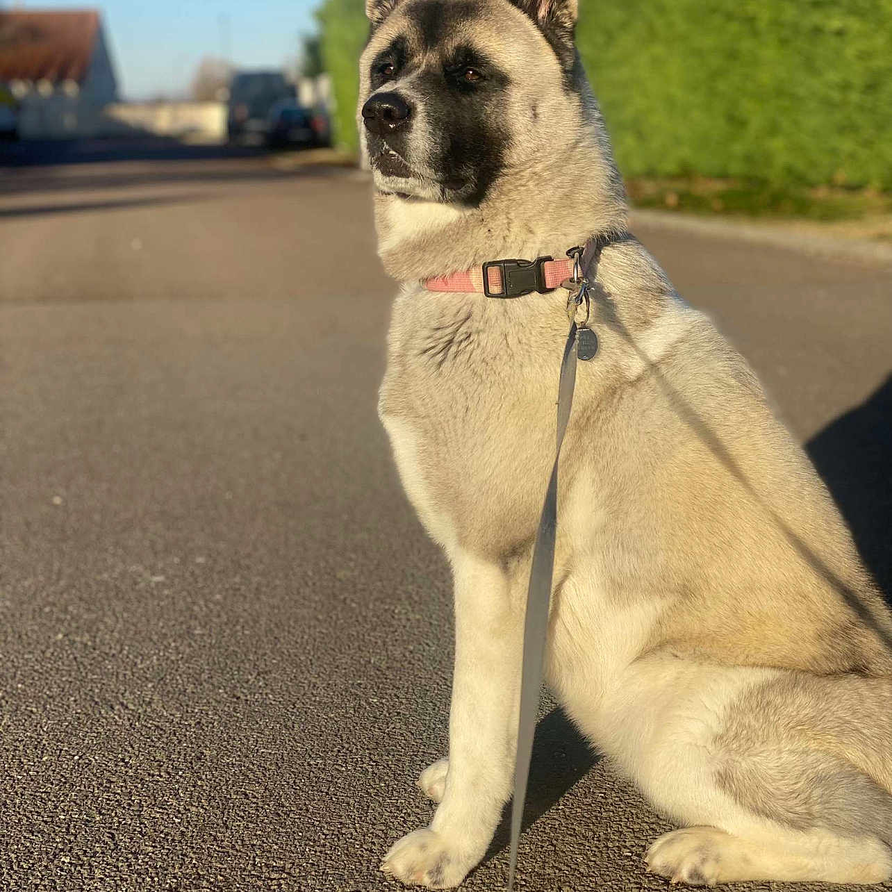 Suki a rejoint le concours — aidez-le/la à gagner de superbes lots ! dog, canine, sitting, outdoor, street, road, leash, collar, pink_collar, fur, pointed_ears, black_and_white, large_dog, portrait, sunlight, shadows, residential_area, trees, houses, blue_sky