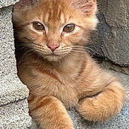 Gus joined the competition — help win amazing prizes! abyssinian, angora, animal, cat, kitten, manx, pet, siamese, slate