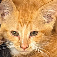 Velcro joined the competition — help win amazing prizes! cat, kitten, close_up, ginger_cat, pet, fur, whiskers, eyes, face, animal, cute, young, domestic_cat, portrait, mammal, feline, orange_fur, nose, ears, soft_fur
