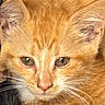 cat, kitten, close_up, ginger_cat, pet, fur, whiskers, eyes, face, animal, cute, young, domestic_cat, portrait, mammal, feline, orange_fur, nose, ears, soft_fur