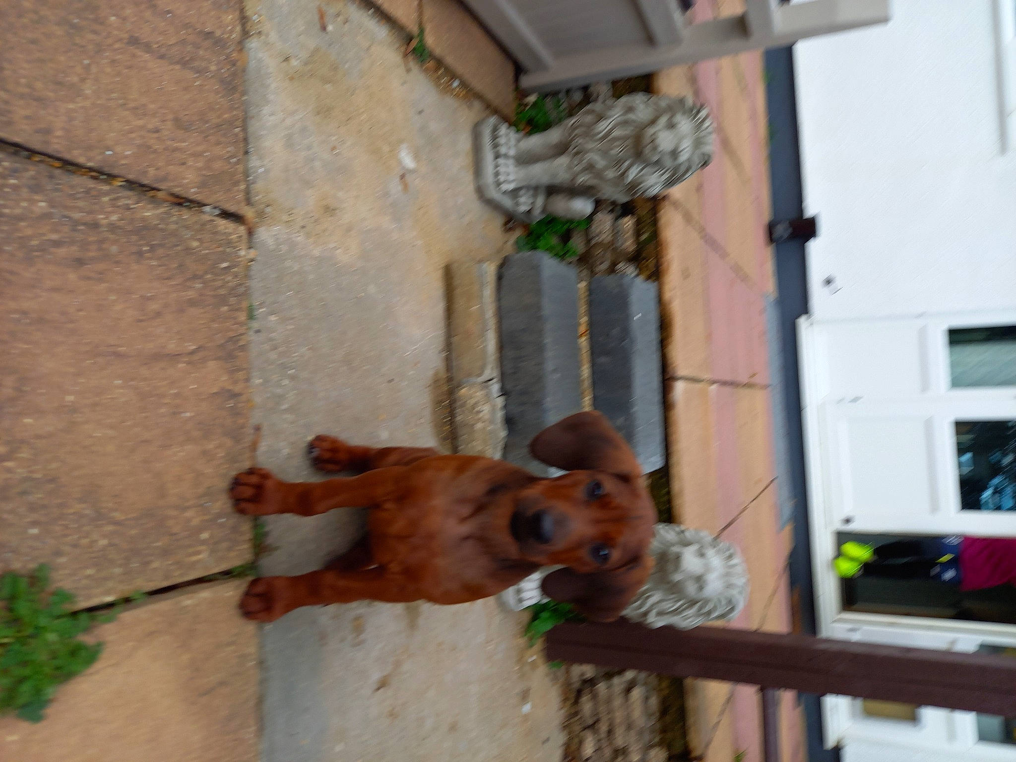 Kenzie is registered to the contest to win money with this photo: canidae, fawn, snout, sporting_group, window