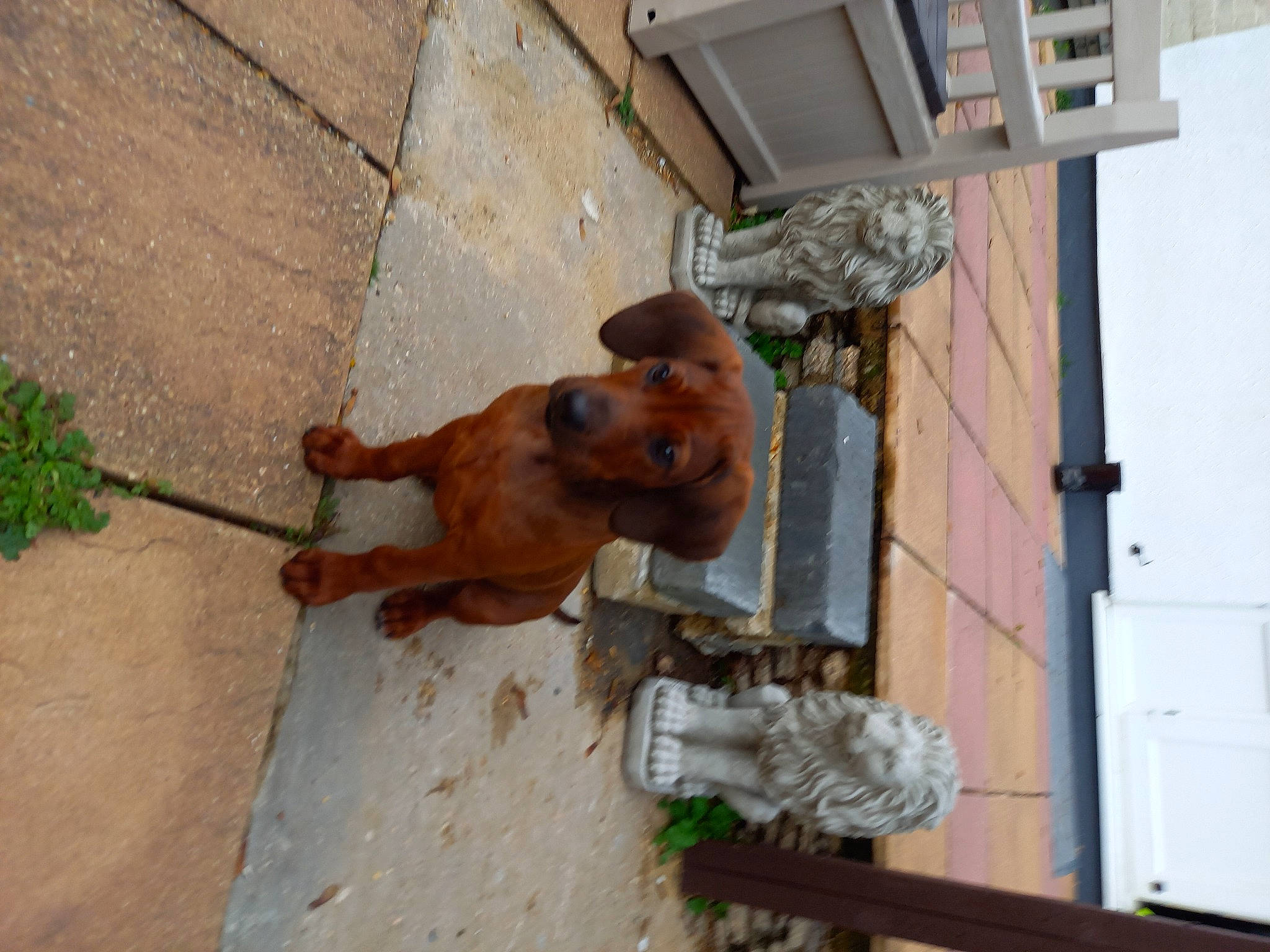 Kenzie is registered to the contest to win money with this photo: canidae, dog, dog_breed, fawn, snout, sporting_group