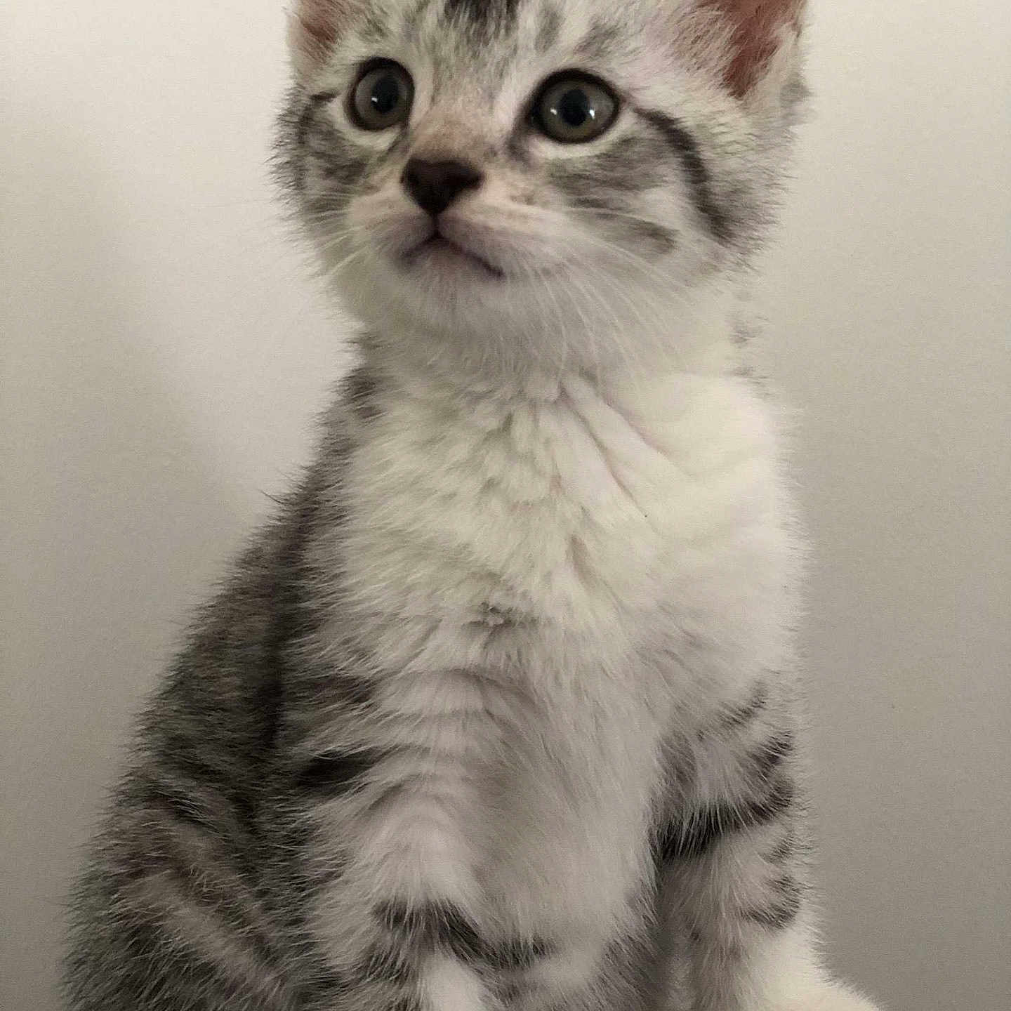 Gribouille a rejoint le concours — aidez-le/la à gagner de superbes lots ! abyssinian, angora, animal, cat, egyptiancat, kitten, manx, pet