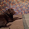 dog, labrador, bed, bedding, brown_dog, pet, indoor, relaxing, animal, canine, fur, resting, wall_art, pattern, decor, comfort, looking_away, mammal, domestic_animal, furniture