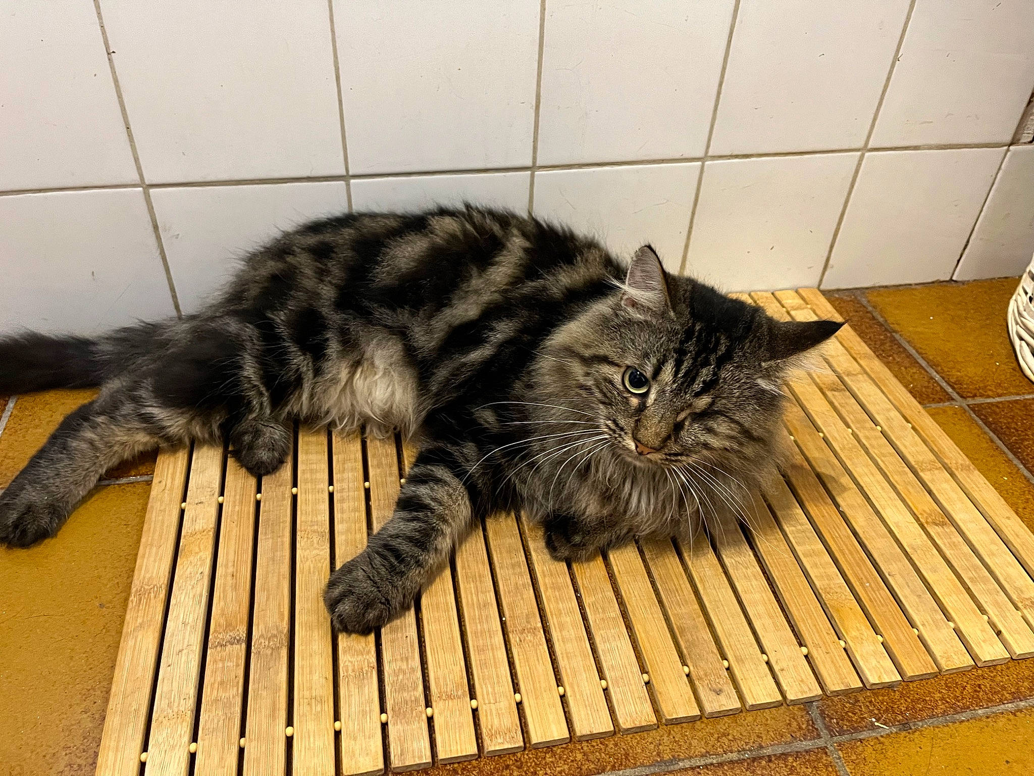 Pirate participe au concours pour gagner de l'argent avec cette photo : carnivore, cat, claw, domestic_short_haired_cat, felidae, floor, flooring, foot, fur, grey, hardwood, laminate_flooring, paw, small_to_medium_sized_cats, snout, tail, terrestrial_animal, whiskers, wood, wood_flooring