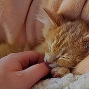 Kami is registered to the contest to win money with this photo: kitten, cat, orange_tabby, sleeping, hand, finger, blanket, cozy, soft, fur, cute, pet, domestic_cat, closeup, resting, napping, comfort, indoor, warm, snuggle