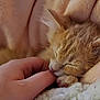 kitten, cat, orange_tabby, sleeping, hand, finger, blanket, cozy, soft, fur, cute, pet, domestic_cat, closeup, resting, napping, comfort, indoor, warm, snuggle