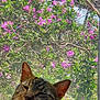 cat, tabby, window, screen, flowers, pink_flowers, green_leaves, sunlight, relaxed, sleepy, animal, pet, nature, branch, outdoor_view, closeup, fur, whiskers, ears, resting