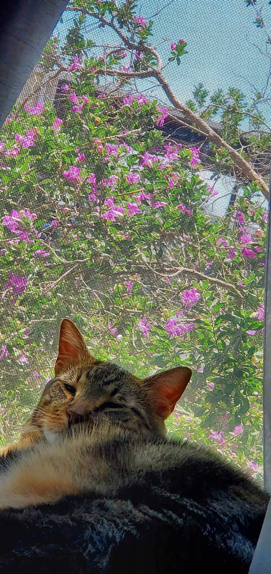 Salem