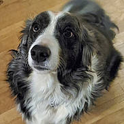 River joined the competition — help win amazing prizes! dog, black_and_white, fluffy, pet, indoor, wooden_floor, canine, looking_up, fur, mammal, cute, portrait, companion, animal, domestic, friendly, ears, snout, whiskers, nose