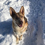 Loki joined the competition — help win amazing prizes! dog, canine, snow, winter, outdoors, portrait, sitting, looking_up, smiling, ears, fur, nose, paws, sunlight, shadow, playful, cold, happy, pet, closeup