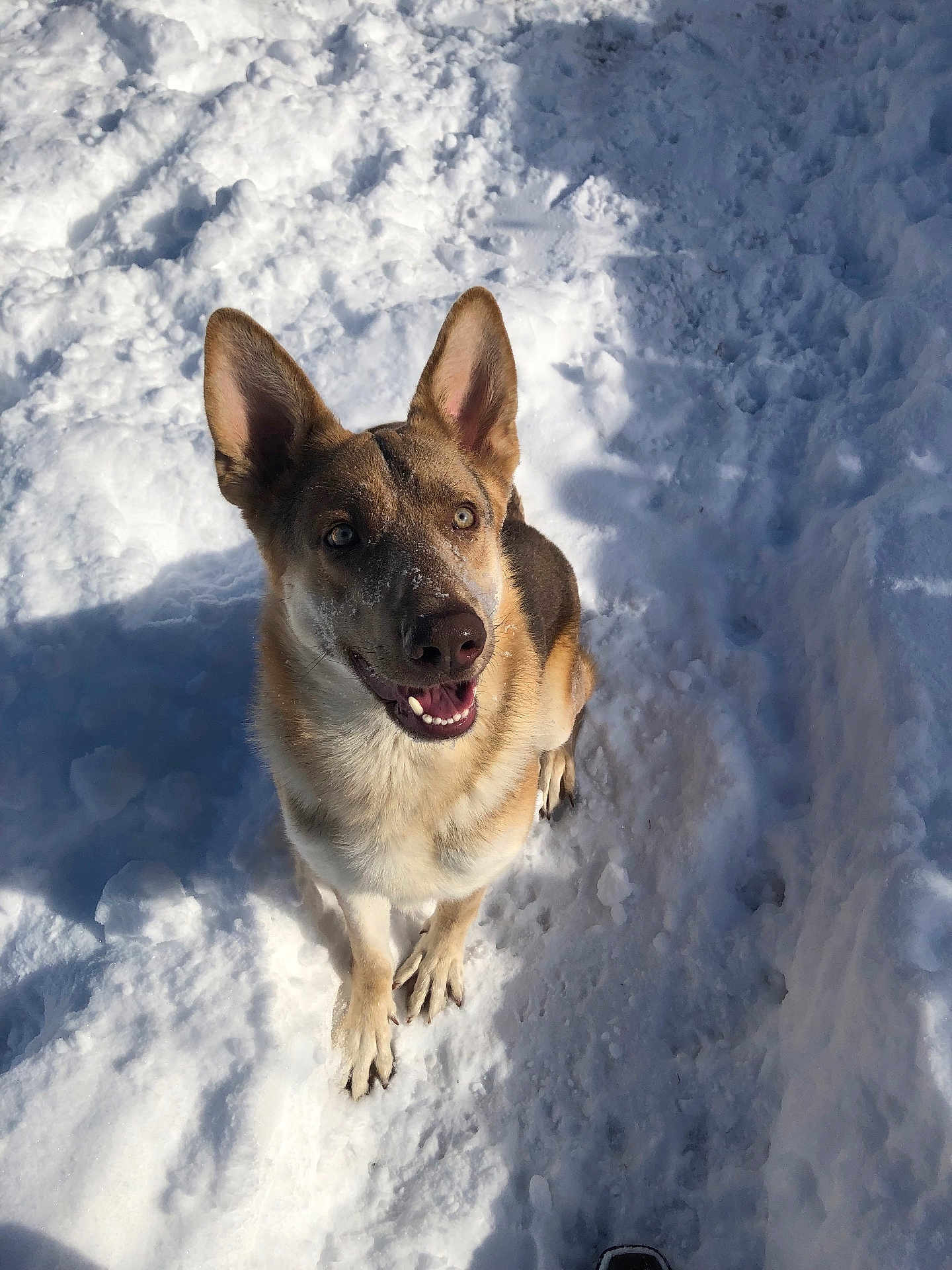 Loki joined the competition — help win amazing prizes! dog, canine, snow, winter, outdoors, portrait, sitting, looking_up, smiling, ears, fur, nose, paws, sunlight, shadow, playful, cold, happy, pet, closeup