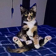 Charlotte is registered to the contest to win money with this photo: cat, kitten, calico, pet, indoor, sitting, blanket, blue, checkered, fur, whiskers, paws, tail, cute, animal, feline, young, domestic, playful, curious