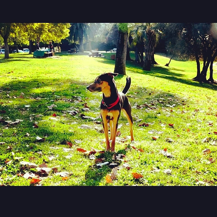 Tisha a rejoint le concours — aidez-le/la à gagner de superbes lots ! carnivore, companion_dog, dog, dog_breed, dog_supply, fawn, grass, grassland, happy, landscape, lawn, meadow, natural_landscape, pasture, plant, sporting_group, sunlight, tints_and_shades, toy_dog, tree