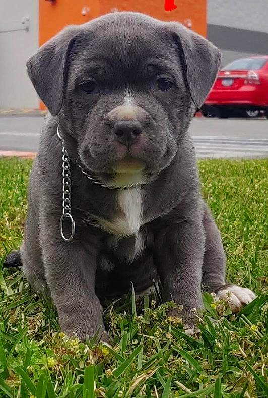 Tank joined the competition — help win amazing prizes! canidae, carnivore, collar, companion_dog, dog, dog_breed, dog_collar, fawn, grass, liver, non_sporting_group, plant, snout, sporting_group, terrestrial_animal, vehicle, whiskers, working_animal, working_dog, wrinkle