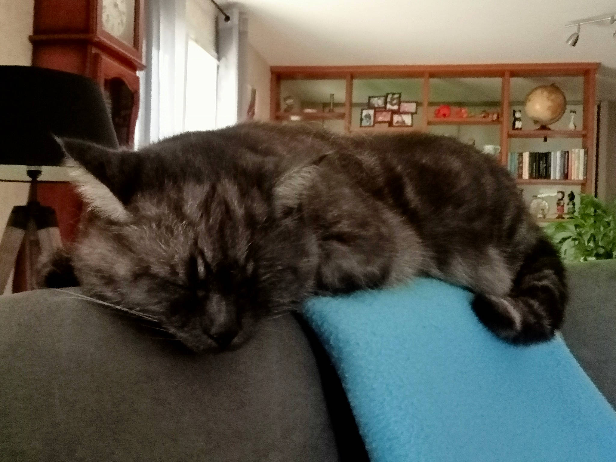 Isis a rejoint le concours — aidez-le/la à gagner de superbes lots ! carnivore, cat, claw, comfort, domestic_short_haired_cat, felidae, fur, grey, houseplant, lamp, nap, paw, picture_frame, plant, small_to_medium_sized_cats, snout, tail, terrestrial_animal, whiskers