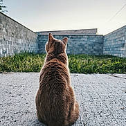 Kitty a rejoint le concours — aidez-le/la à gagner de superbes lots ! cat, animal, pet, sitting, back_view, fur, brown_fur, ears, outdoors, courtyard, concrete, grass, weeds, brick_wall, building, backyard, nature, sky, centered_composition, portrait