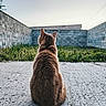 cat, animal, pet, sitting, back_view, fur, brown_fur, ears, outdoors, courtyard, concrete, grass, weeds, brick_wall, building, backyard, nature, sky, centered_composition, portrait