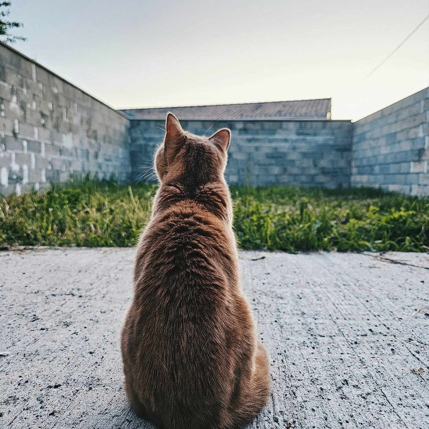 Kitty
