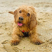 Olaf participe au concours pour gagner de l'argent avec cette photo : dog, beach, sand, water, tongue_out, happy, pet, canine, outdoor, nature, animal, fur, closeup, playful, cute, relaxed, summer, daytime, wet_fur, lying_down