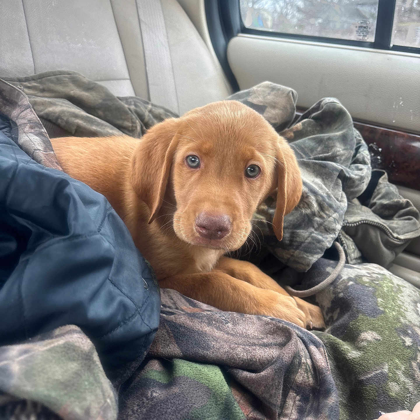 Diesel joined the competition — help win amazing prizes! accessories, animal, beagle, belt, blanket, canine, clothing, couch, cushion, dog, furniture, goldenretriever, homedecor, hound, labradorretriever, pants, person, pet, puppy, sleeping