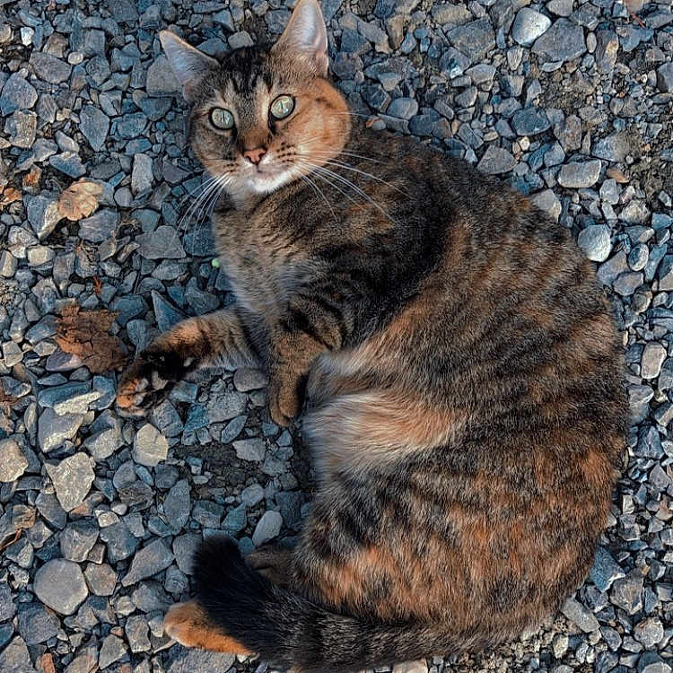 Pebbles
