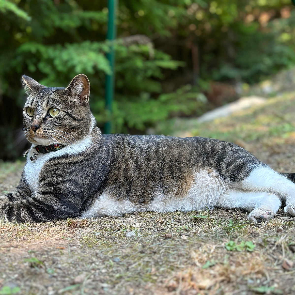 Stella