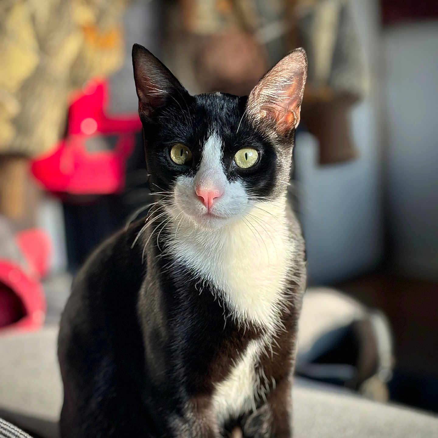 Salem joined the competition — help win amazing prizes! abyssinian, accessories, animal, bag, blackcat, cat, couch, egyptiancat, furniture, handbag, kitten, manx, person, pet, siamese