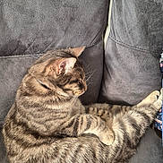 Voltaire a rejoint le concours — aidez-le/la à gagner de superbes lots ! cat, tabby, sleeping, couch, furniture, pet, animal, fur, striped, relaxed, indoor, cozy, resting, whiskers, paw, cute, mammal, domestic, soft, peaceful