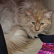 Simba a rejoint le concours — aidez-le/la à gagner de superbes lots ! cat, fluffy_cat, ginger_cat, feline, pet, cozy, wooden_shelf, cubbyhole, resting, indoor, fur, cute, animal, curled_up, looking, colorful_fabric, textile, patterned_cloth, sitting, domestic_animal