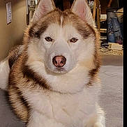 Timber is registered to the contest to win money with this photo: dog, husky, pet, indoor, fur, animal, canine, lying_down, brown_and_white, ears, nose, eyes, carpet, furniture, home, relaxed, mammal, companion, domestic, cute