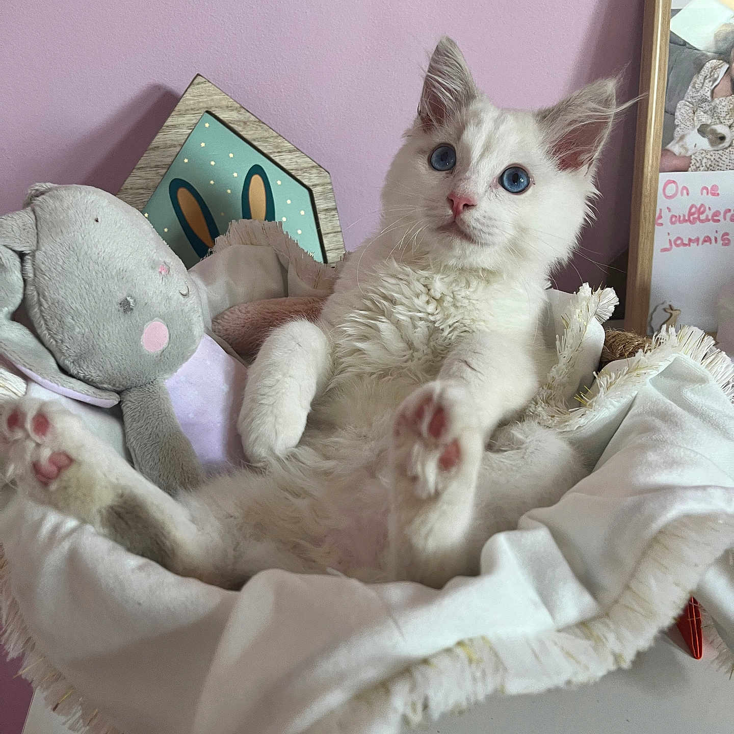 Vegas a rejoint le concours — aidez-le/la à gagner de superbes lots ! abyssinian, angora, animal, baby, bed, bedroom, blanket, cat, couch, cradle, cushion, furniture, homedecor, indoors, kitten, linen, person, pet, siamese, toy