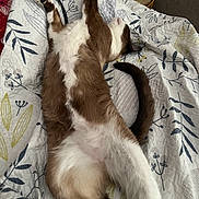 Gucci a rejoint le concours — aidez-le/la à gagner de superbes lots ! cat, sleeping, stretching, quilt, patterned_bedspread, indoor, pet, relaxed, water_bottle, table, brown_and_white_cat, feline, cozy, resting, paw, tail, domestic_animal, fur, bedroom, comfort