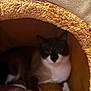 Gucci a rejoint le concours — aidez-le/la à gagner de superbes lots ! cat, pet_cave, furry, cozy, indoor, animal, resting, brown, white, black, soft, cute, feline, home, comfort, hidden, relaxing, warm, snug, shaded
